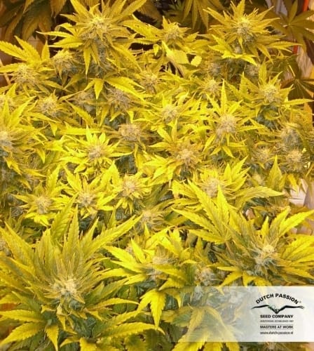 Auto White Widow from Dutch Passion Seeds