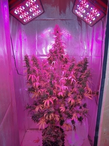 AutoXtreme cannabis seeds – Auto-Flowering – Guaranteed female plants – Indoor-friendly – image 2 from Seed City