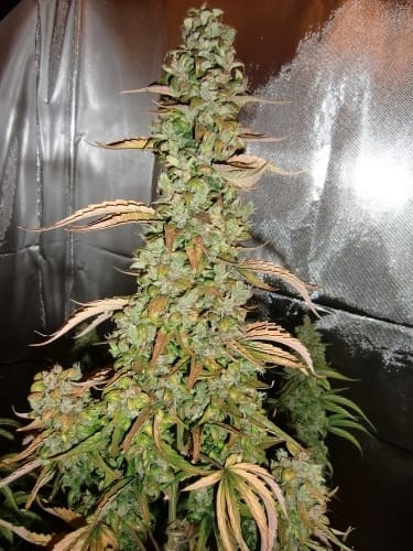 AutoXtreme cannabis seeds – Sativa Dominant – Auto-Flowering – Guaranteed female plants – image 3 from Seed City