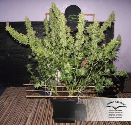 AutoXtreme cannabis seeds – Guaranteed female plants – Indoor-friendly – Sativa Dominant – image 4 from Seed City