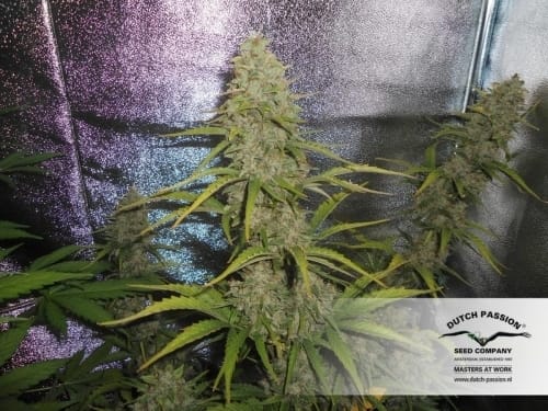 AutoXtreme cannabis seeds – Indoor-friendly – Guaranteed female plants – Sativa Dominant – image 5 from Seed City