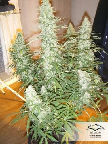 AutoXtreme cannabis seeds – Indoor-friendly – Sativa Dominant – Auto-Flowering – image 6 from Seed City
