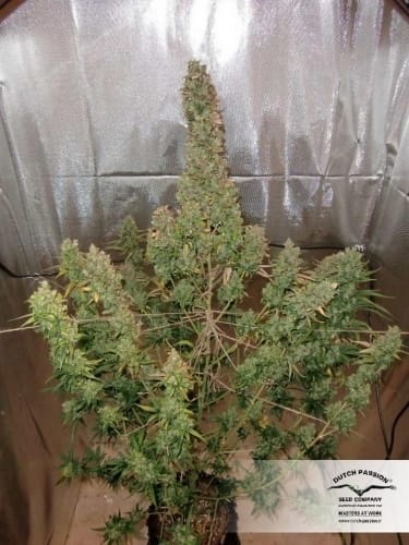 AutoXtreme cannabis seeds – Auto-Flowering – Indoor-friendly – Guaranteed female plants – image 7 from Seed City