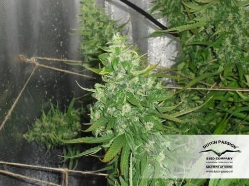 AutoXtreme by Dutch Passion Seeds – Sativa Dominant – Indoor-friendly – Guaranteed female plants – image 8 – Seed City