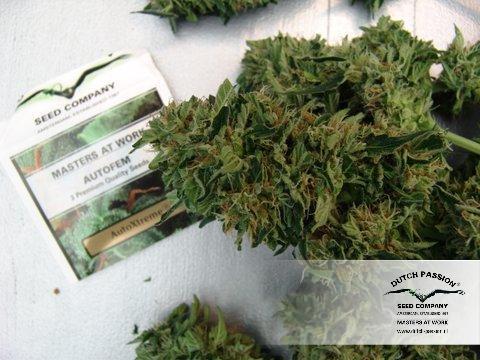 AutoXtreme by Dutch Passion Seeds – Auto-Flowering – Sativa Dominant – Indoor-friendly – image 9 – Seed City