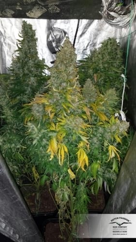 AutoXtreme cannabis seeds – Indoor-friendly – Sativa Dominant – Guaranteed female plants – image 10 from Seed City