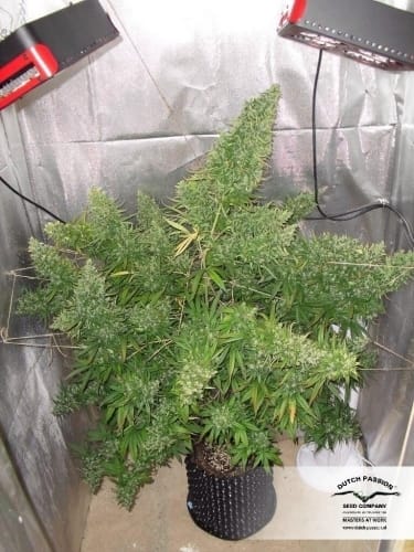 AutoXtreme cannabis seeds – Indoor-friendly – Guaranteed female plants – Sativa Dominant – image 11 from Seed City