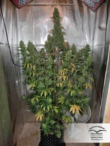 AutoXtreme by Dutch Passion Seeds – Guaranteed female plants – Sativa Dominant – Auto-Flowering – image 12 – Seed City
