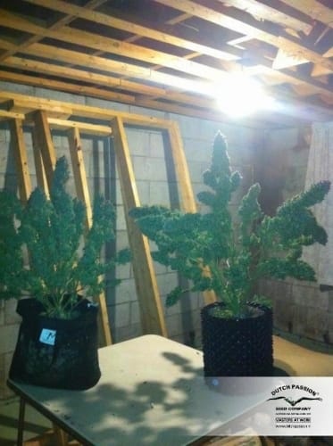 AutoXtreme by Dutch Passion Seeds – Indoor-friendly – Sativa Dominant – Auto-Flowering – image 13 – Seed City