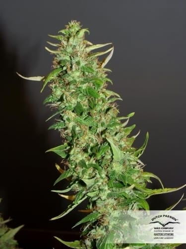 AutoXtreme by Dutch Passion Seeds – Guaranteed female plants – Indoor-friendly – Auto-Flowering – image 14 – Seed City