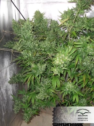 AutoXtreme cannabis seeds – Indoor-friendly – Auto-Flowering – Guaranteed female plants – image 15 from Seed City