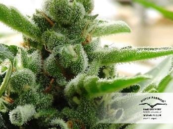 AutoXtreme from Dutch Passion Seeds