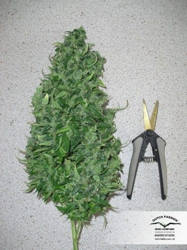 showing Sativa Dominant – Indoor-friendly – Auto-Flowering – image 16 – Seed City
