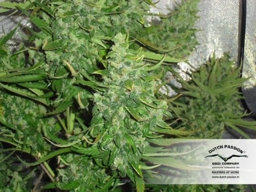 AutoXtreme cannabis seeds – Auto-Flowering – Indoor-friendly – Sativa Dominant – image 18 from Seed City