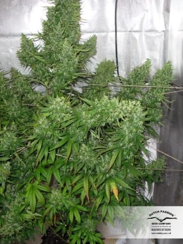 AutoXtreme cannabis seeds – Guaranteed female plants – Auto-Flowering – Indoor-friendly – image 19 from Seed City