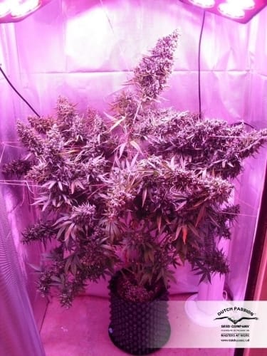 AutoXtreme cannabis seeds – Guaranteed female plants – Sativa Dominant – Auto-Flowering – image 20 from Seed City