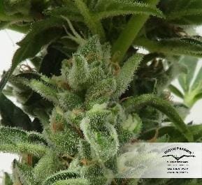 AutoXtreme by Dutch Passion Seeds – Guaranteed female plants – Indoor-friendly – Auto-Flowering – image 21 – Seed City