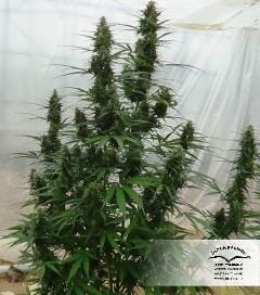AutoXtreme cannabis seeds – Indoor-friendly – Auto-Flowering – Guaranteed female plants – image 22 from Seed City