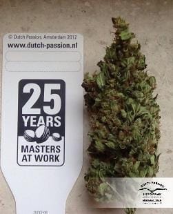 AutoXtreme cannabis seeds – Sativa Dominant – Auto-Flowering – Indoor-friendly – image 23 from Seed City
