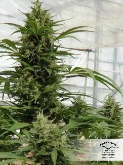 AutoXtreme cannabis seeds – Indoor-friendly – Sativa Dominant – Guaranteed female plants – image 24 from Seed City