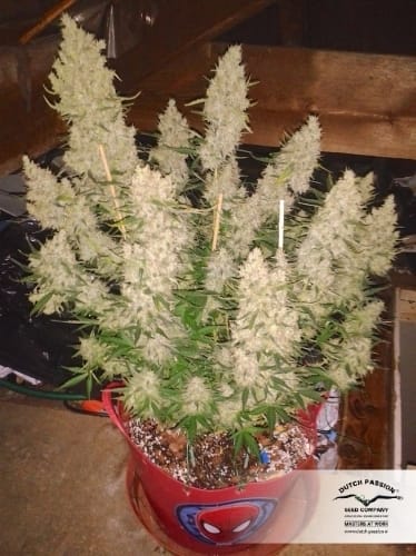 AutoXtreme by Dutch Passion Seeds – Auto-Flowering – Guaranteed female plants – Indoor-friendly – image 26 – Seed City