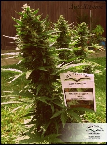 Image 25 of AutoXtreme cannabis by Dutch Passion Seeds – Sativa Dominant – Auto-Flowering – Indoor-friendly – Seed City