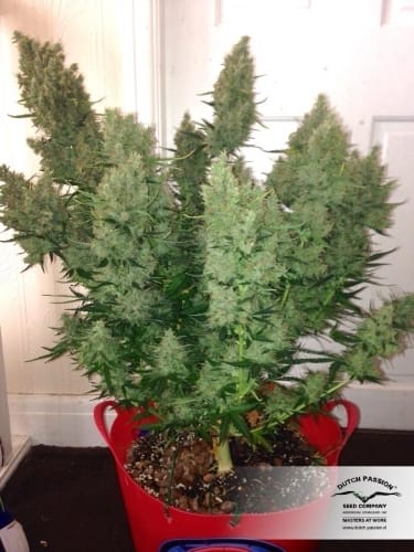 AutoXtreme cannabis seeds – Guaranteed female plants – Auto-Flowering – Sativa Dominant – image 27 from Seed City