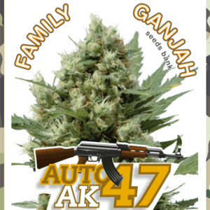 Auto AK-47 from Family Ganjah Seeds