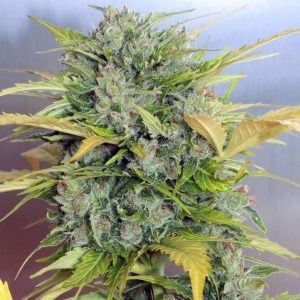 Auto AK 47 by Serious Seeds – Mostly Sativa – Guaranteed female plants – Suited for indoor growing – image 1 – Seed City