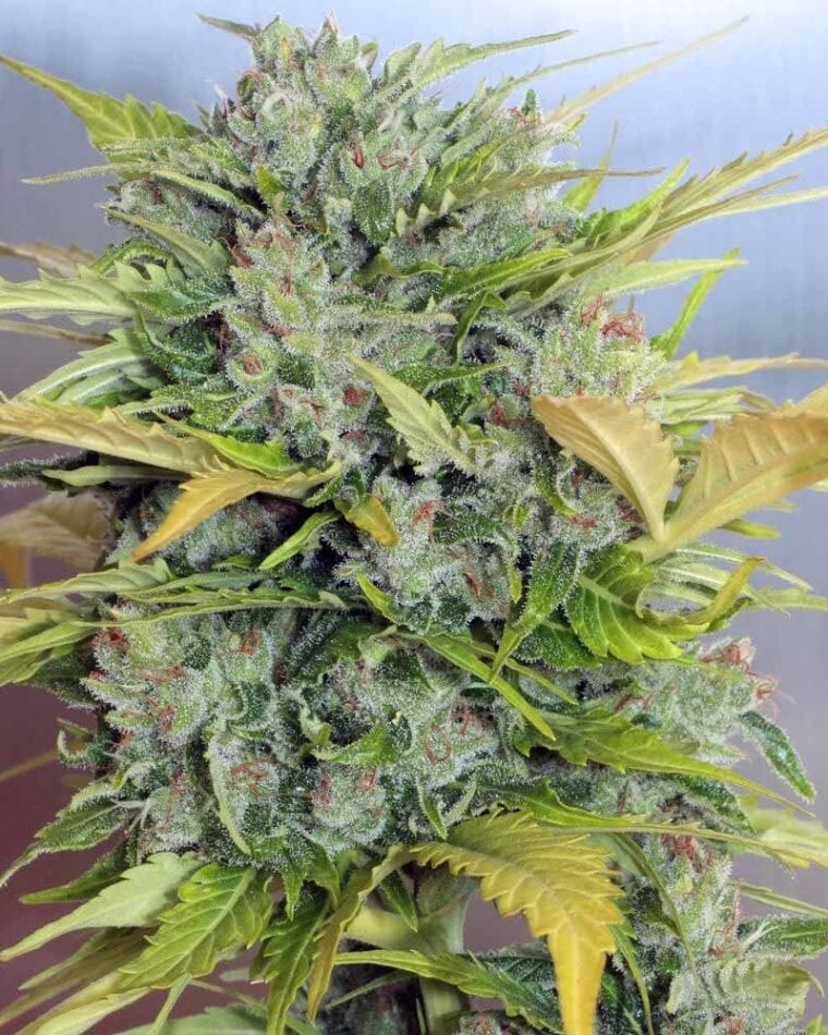 Auto AK 47 by Serious Seeds – Mostly Sativa – Guaranteed female plants – Suited for indoor growing – image 1 – Seed City