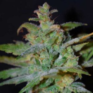 Auto AK from Female Seeds