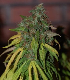Auto AK Diesel