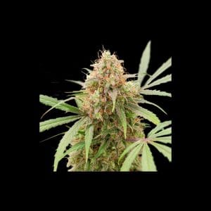 Auto AK Triple Haze