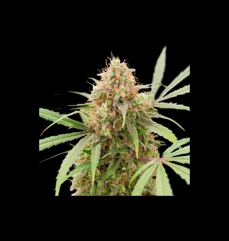 Auto AK Triple Haze from Super Sativa Seed Club
