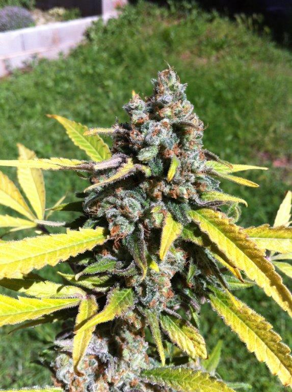 Image 1 of Auto AK cannabis by CBD Seeds – Indoor-friendly – Guaranteed female plants – Sativa Dominant – Seed City