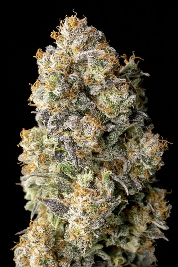 Auto Acai Mintz from Advanced Seeds