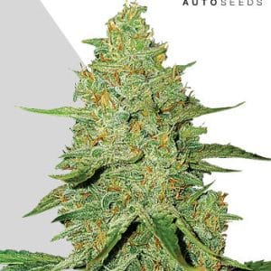 Auto Acapulco Gold from Auto Seeds