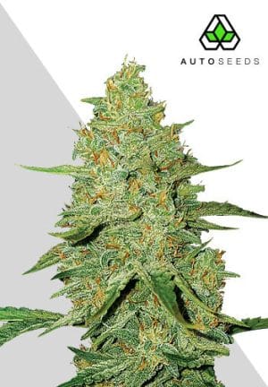 Auto Acapulco Gold