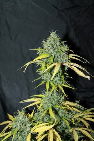 Auto Amnesia