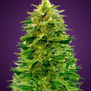 Auto Amnesia cannabis seeds – Outdoor cultivation – Auto-Flowering – Lemon – image 1 from Seed City