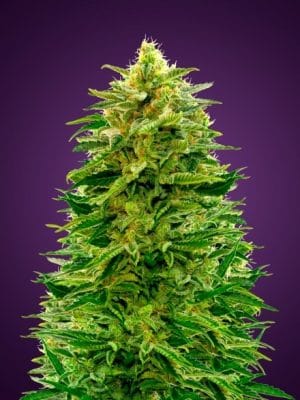 Auto Amnesia