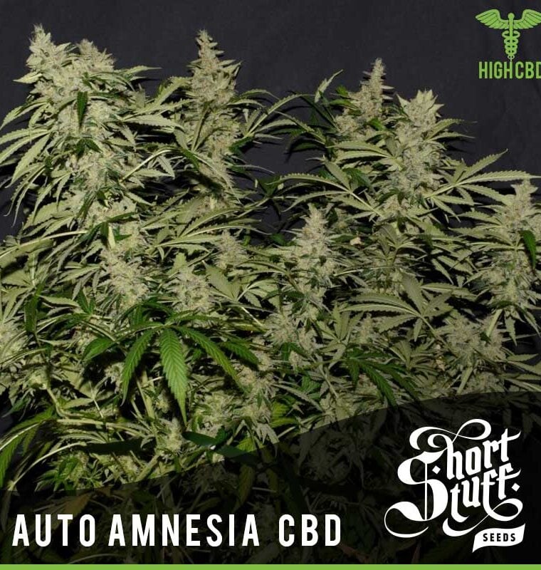 Auto Amnesia CBD by Short Stuff Seeds – Indoor – Guaranteed female plants – Sativa Dominant – image 1 – Seed City
