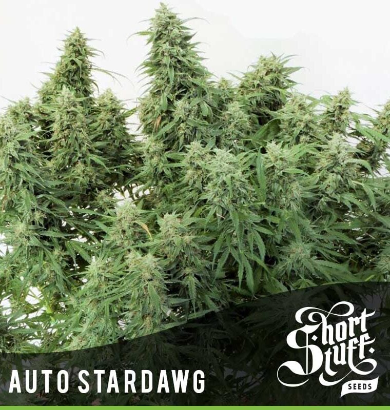 Piney – Outdoor cultivation – Sativa Dominant – Auto Stardawg strain – image 1 – from Short Stuff Seeds via Seed City