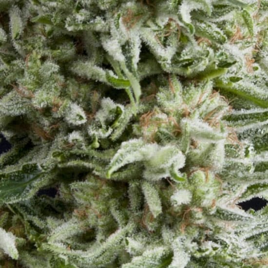 Auto Amnesia Gold by Pyramid Seeds – Sweet – Middle of October – Tall (140cm plus) – image 1 – Seed City