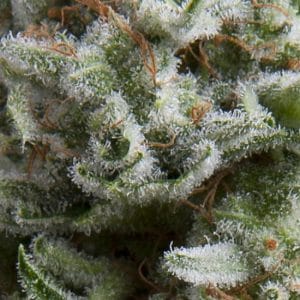 Image 1 of Auto Anesthesia cannabis by Pyramid Seeds – Sweet – Feminized – Relaxing – Seed City