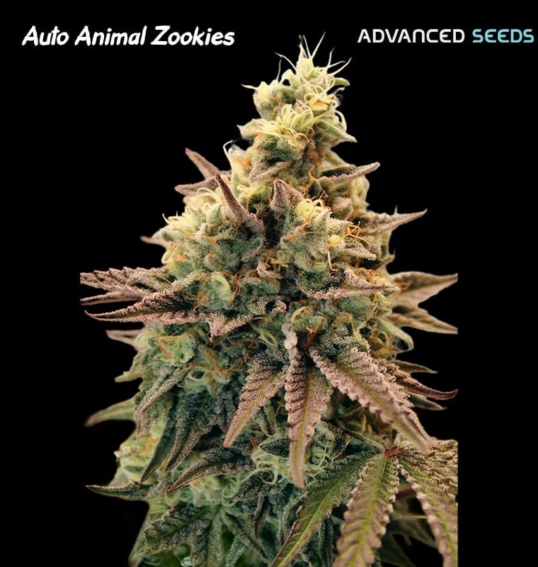 Auto Animal Zookies by Advanced Seeds – 50% Indica/50% Sativa – Outdoor cultivation – Female seeds – image 1 – Seed City