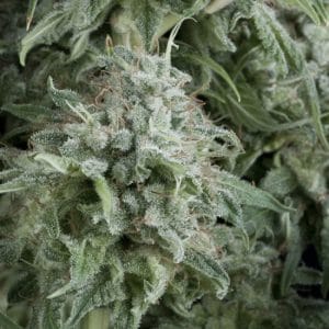 Indoor – Feminized – Grapefruit – Auto Anubis strain – image 1 – from Pyramid Seeds via Seed City