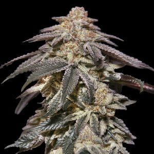 Auto Apple Bananas