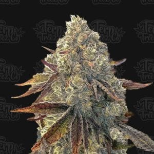 Minty – Female seeds – Auto-Flowering – Auto Bacio Gelati strain – image 1 – from Terp Treez Co via Seed City