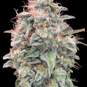Auto Banana Cookies cannabis seeds – Super Strength – Auto-Flowering – Guaranteed female plants – image 1 from Seed City